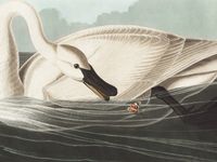 Plakat 100x75cm Łabędź Trąbiący, J.J.Audubon Vintage do Salonu