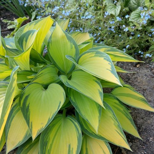 Funkia Hosta JUNE Średnia M Żółto-niebieska Na cieniste rabaty Sadzonki 1L na Arena.pl