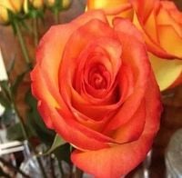 RÓŻA wielkokwiatowa herbaciano - czerwona - sadzonki 20 / 30 cm