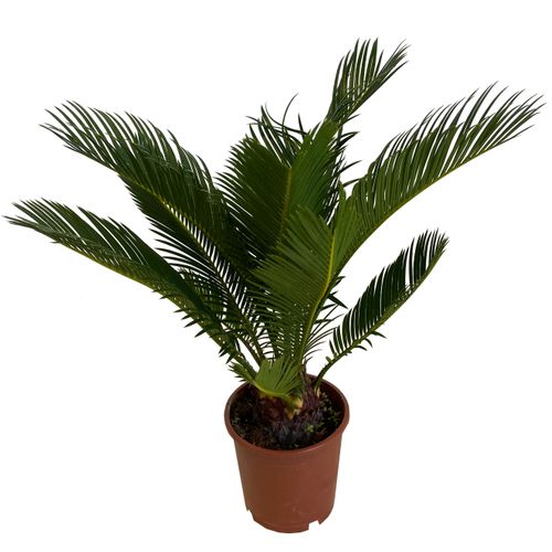 CYKAS (CYCAS) 40 cm na Arena.pl
