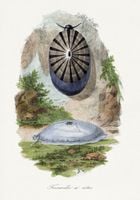 Plakat 70x100cm Ślimak Wulkaniczny 2, Gervais Vintage do Salonu