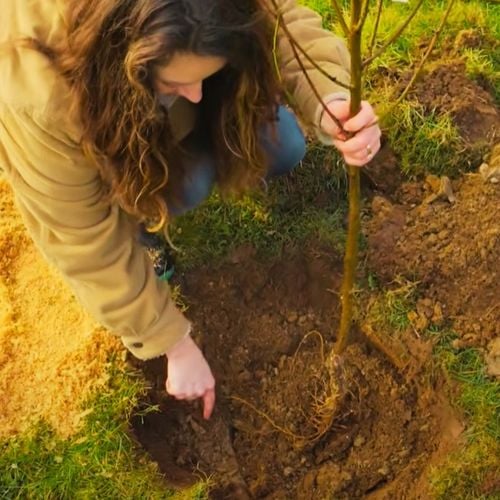 CZEREŚNIA KORDIA Ceniona za bardzo duże owoce o czarnym kolorze, max na Arena.pl