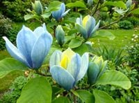 MAGNOLIA SZCZEPIONA BLUE OPAL EGZOTYCZNA IKONA NOWOCZESNOŚCI