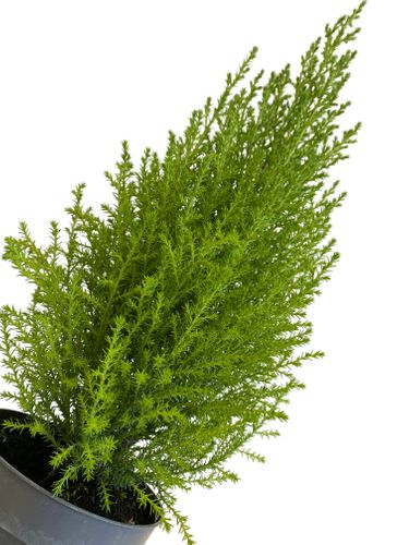 Cyprys Goldcrest Wilma 40 cm na Arena.pl