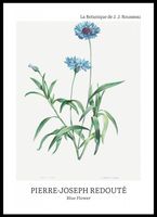 Plakat 50x70cm Design Blue Flower, Redoute Vintage do Salonu