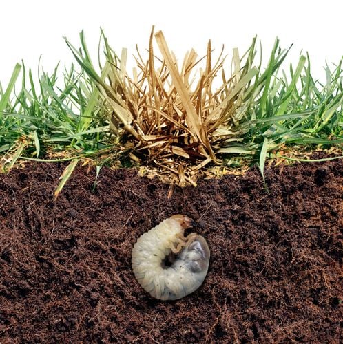 sum42 natur bloker 1kg sumin na Arena.pl
