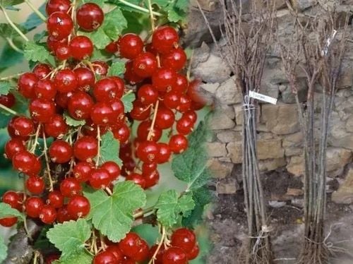 PORZECZKA czerwona na pniu na tarasy - sadzonki 80 / 100 cm na Arena.pl