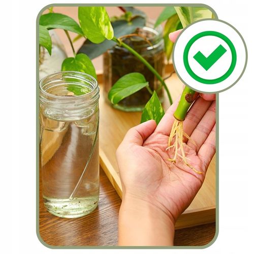 Mech Torfowiec SPHAGNUM 5L Podłoże do Storczyka Ukorzeniania Naturalny na Arena.pl