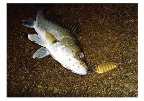 BŁYSTKA Blacha SZCZUPAK OKOŃ SANDACZ 7,5g 3,4cm na Arena.pl