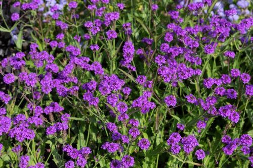 Werbena żyłkowana 'Dazzling Night' Motyli Krzew (Verbena rigida)  2.0L na Arena.pl