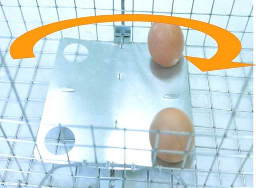 ŻYWOŁAPKA PUŁAPKA NA KUNY SZCZURY ŁASICE NORKI TCHÓRZE ŁASKI ŁAPKA na Arena.pl