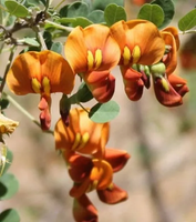 MOSZENKI POŁUDNIOWE pomarańczowe miododajna - sadzonki 10 / 15 cm