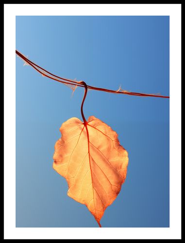 Plakat 40x55cm Ostatni Liść na Arena.pl