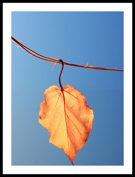 Plakat 40x55cm Ostatni Liść zdjęcie 3