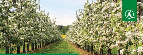 Nawóz Florovit Agro Complex NPK 12-11-18 25kg NISKA ZAWARTOŚĆ CHLORKÓW na Arena.pl