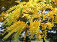 GLEDICZJA TRÓJCIERNIOWA Gleditsia triacanthos - NASIONA 40 sztuk - 10g.