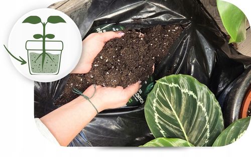 Podłoże Rośliny Zielone do Palm Juk Dracen Monstery Zamiokulkasa na Arena.pl