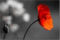 120CM 80CM OBRAZ ŚCIENNY SAMOTNY MAK JENNY DOWNING