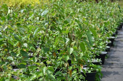 Brzoza papierowa - Betula papyrifera na Arena.pl