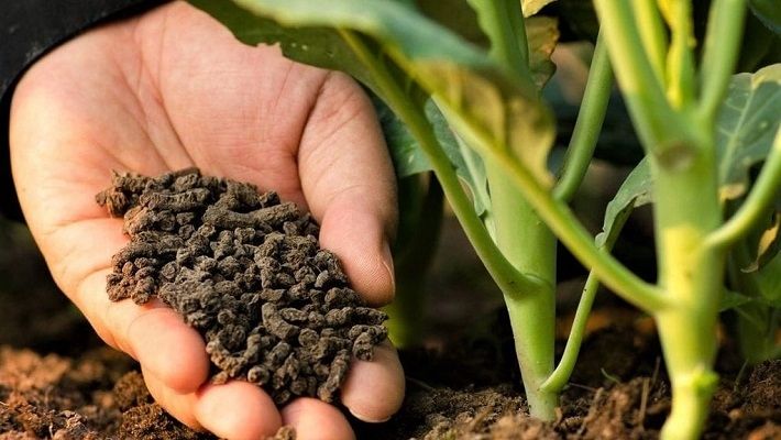 FLOROVIT OBORNIK BYDLĘCY 10L zdjęcie 10