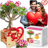 PREZENT NA WALENTYNKI dla Niej dla Niego Róża pustyni Drzewko Szczęścia