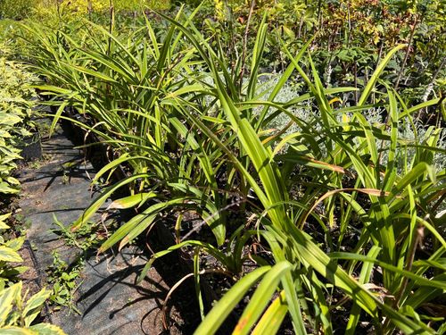 Liliowiec 'Calico Jack' (Hemerocallis) P13 na Arena.pl