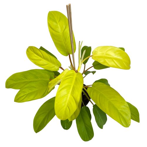 FILODENDRON MALEY GOLD  30cm na Arena.pl