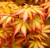 KLON PALMOWY ORANGE DREAM sadzonki  w doniczkach