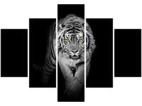 OBRAZ TIGER IN THE DARK