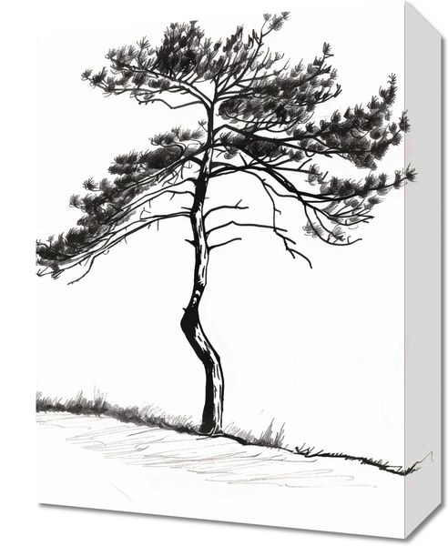 Obraz 30x40cm Samotna Sosna zdjęcie 1