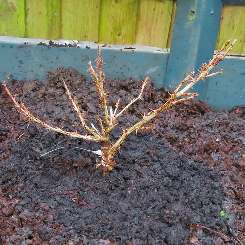 Agrest ukraiński POMARAŃCZOWY - duże słodkie owoce, BARDZO PLENNY na Arena.pl