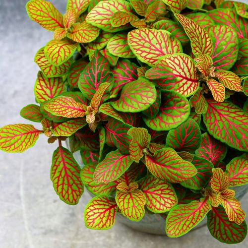 Zestaw do zrobienia podłoża przepuszczalnego, luźnego dla roślin 8L na Arena.pl