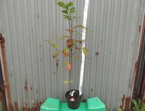 ŚWIDOŚLIWA - sadzonki 20 / 30 cm na Arena.pl