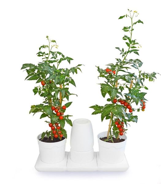 Ogródek domowy Minigarden Basic M +Pots - biały zdjęcie 6
