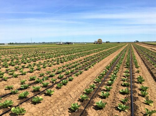 Linia kroplująca 16mm 100m BRĄZOWA kompensacja Super Wydajna Wąż Kropelkowy na Arena.pl