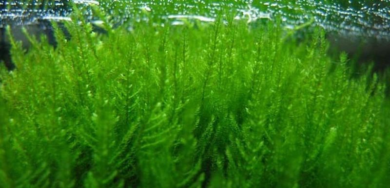Mech Erect Moss Kubek 5cm In Vitro Piękny zdjęcie 1