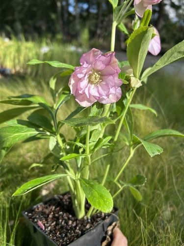 CIEMIERNIK HELLEBORUS DOUBLE ELLEN PICOTEE sadzonka 2 letnia doniczka na Arena.pl