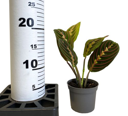 MARANTA FASCINATOR 15 cm na Arena.pl