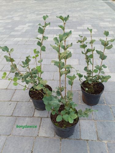 Lilak Meyera PALIBIN (Syringa) w doniczkach C2, wysokość 50-70 cm na Arena.pl