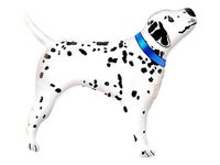 Balon foliowy "Dalmatyńczyk wyjący", niebieska obroża, 24 cale [balon na he