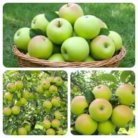 JABŁOŃ KOSZTELA STARA ODMIANA SMAK DZIECIŃSTWA