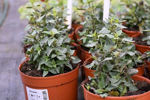 Kłosowiec Mango Tango - Agastache na Arena.pl