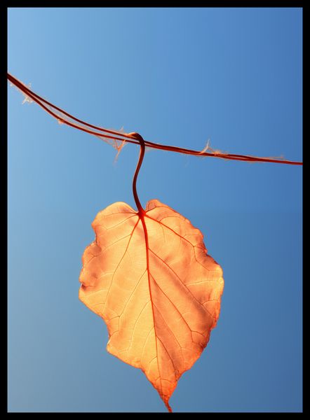 Plakat 40x55cm Ostatni Liść zdjęcie 2