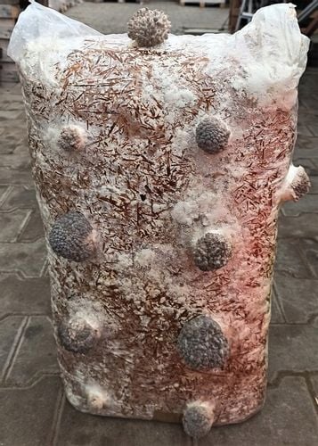 GRZYBNIA BOCZNIAKA DUŻY BALOT kostka około 15kg na Arena.pl