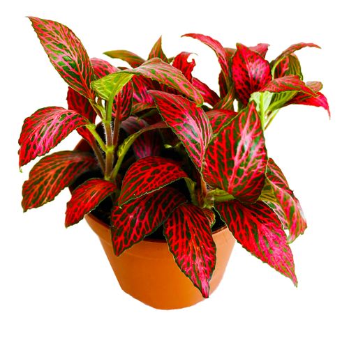 FITTONIA RED ANGEL 12cm na Arena.pl