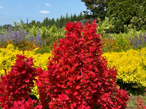 Berberys Thunberga 'Orange Ice' Pomarańczowy(Berberis thunbergii) 2.0L na Arena.pl