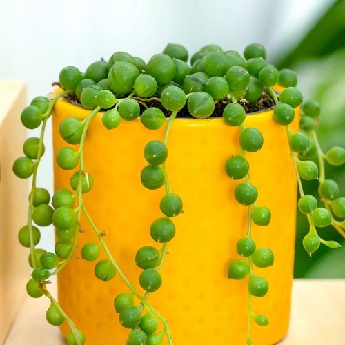 Senecio Rowleyanus - ZIELONY SZNUR KORALI - Niespotykany Starzec na Arena.pl