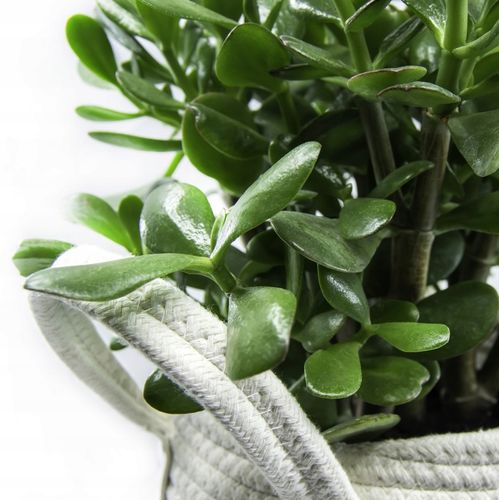 CRASSULA OVATA grubosz jajowaty drzewko szczęścia sukulent rozmiar L na Arena.pl