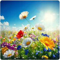 ŁĄKA KWIETNA NA TERENY SUCHE KWIATY POLNE MIODODAJNE BYLINY SIEW WIOSENNY