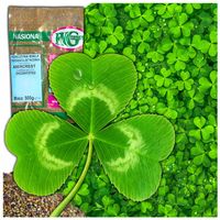 MIKROKONICZYNA NASIONA KONICZYNA DROBNOLISTNA WZBOGACA TRAWNIK 500g